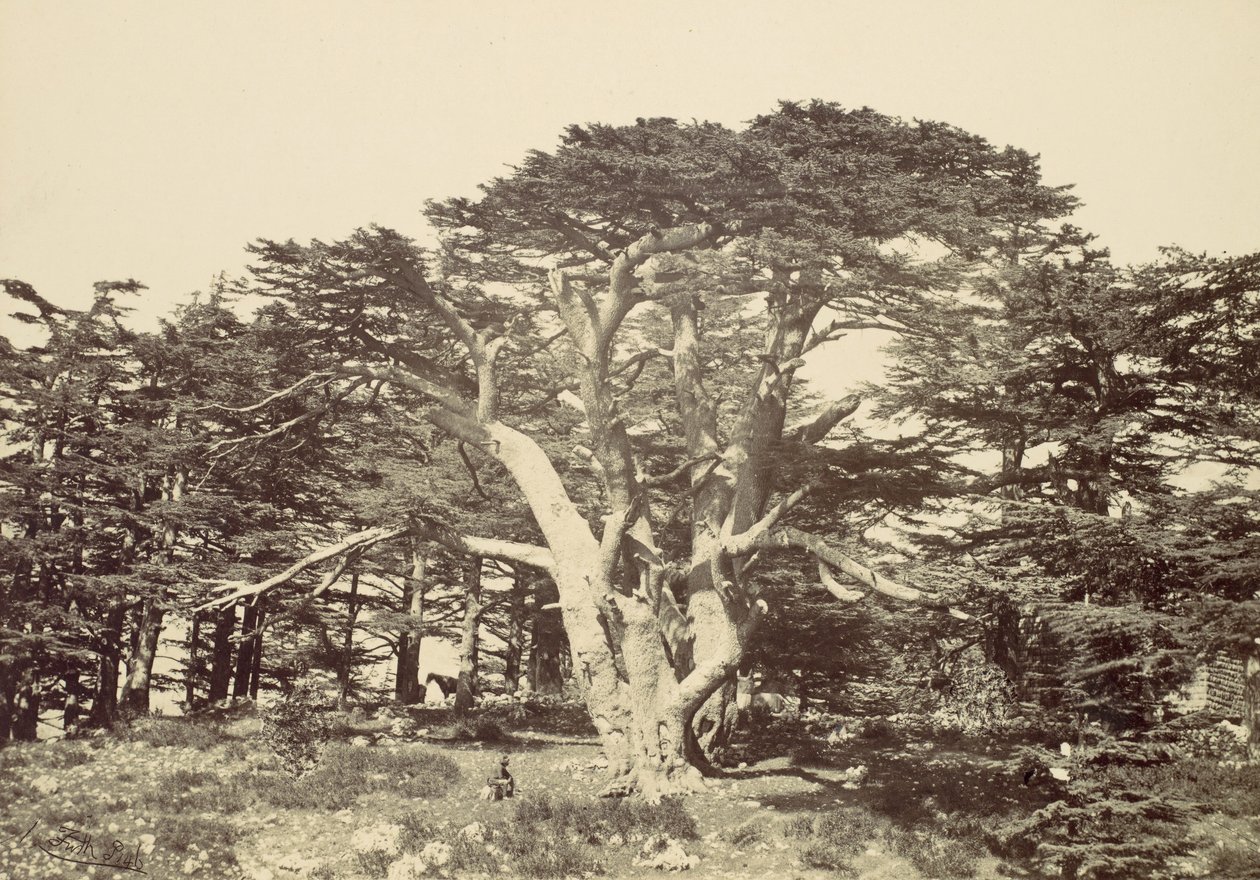 Den största av cedrar, Mount Libanon, 1857. av Francis Frith