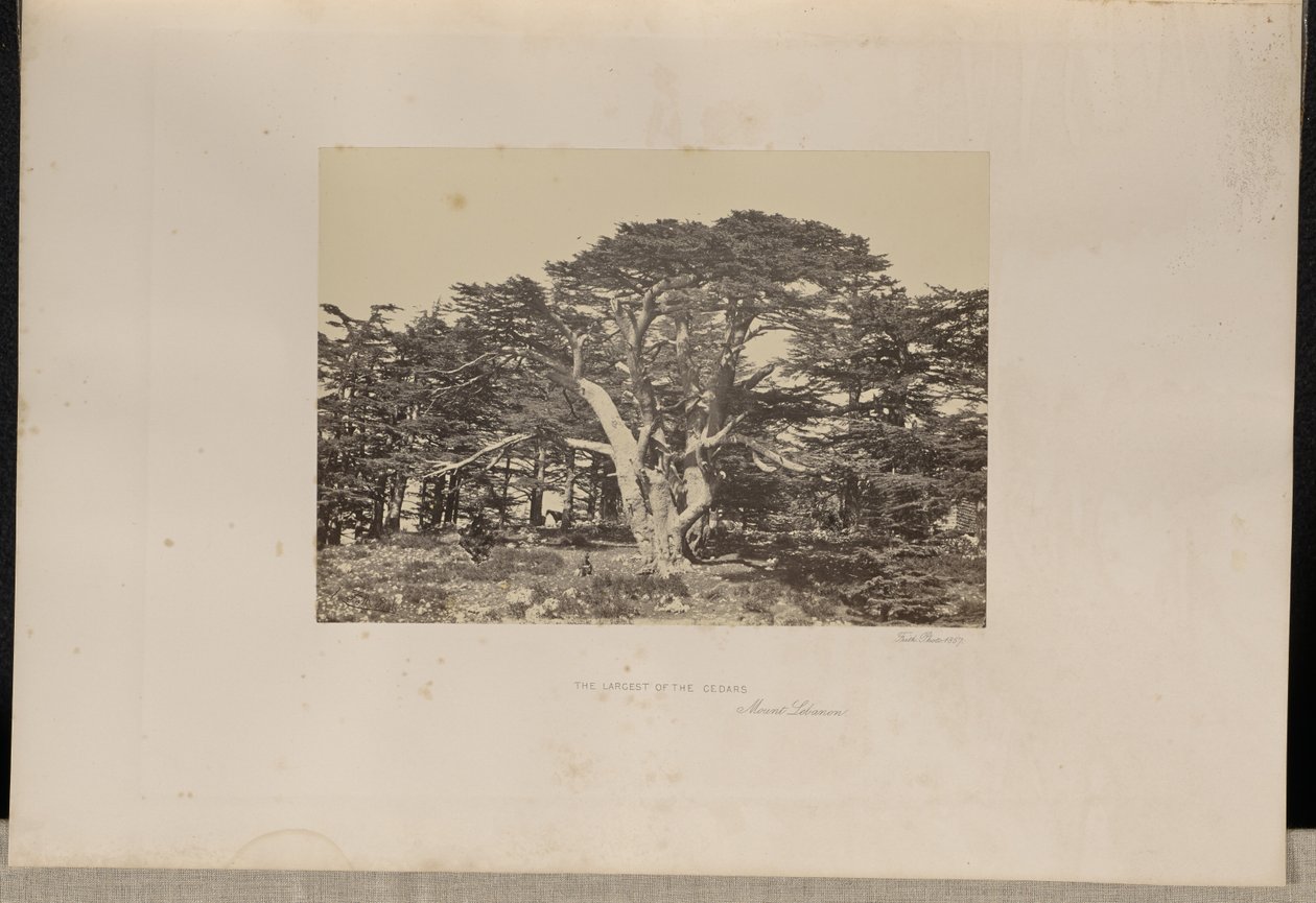 Den största av cederträden, Mount Lebanon av Francis Frith