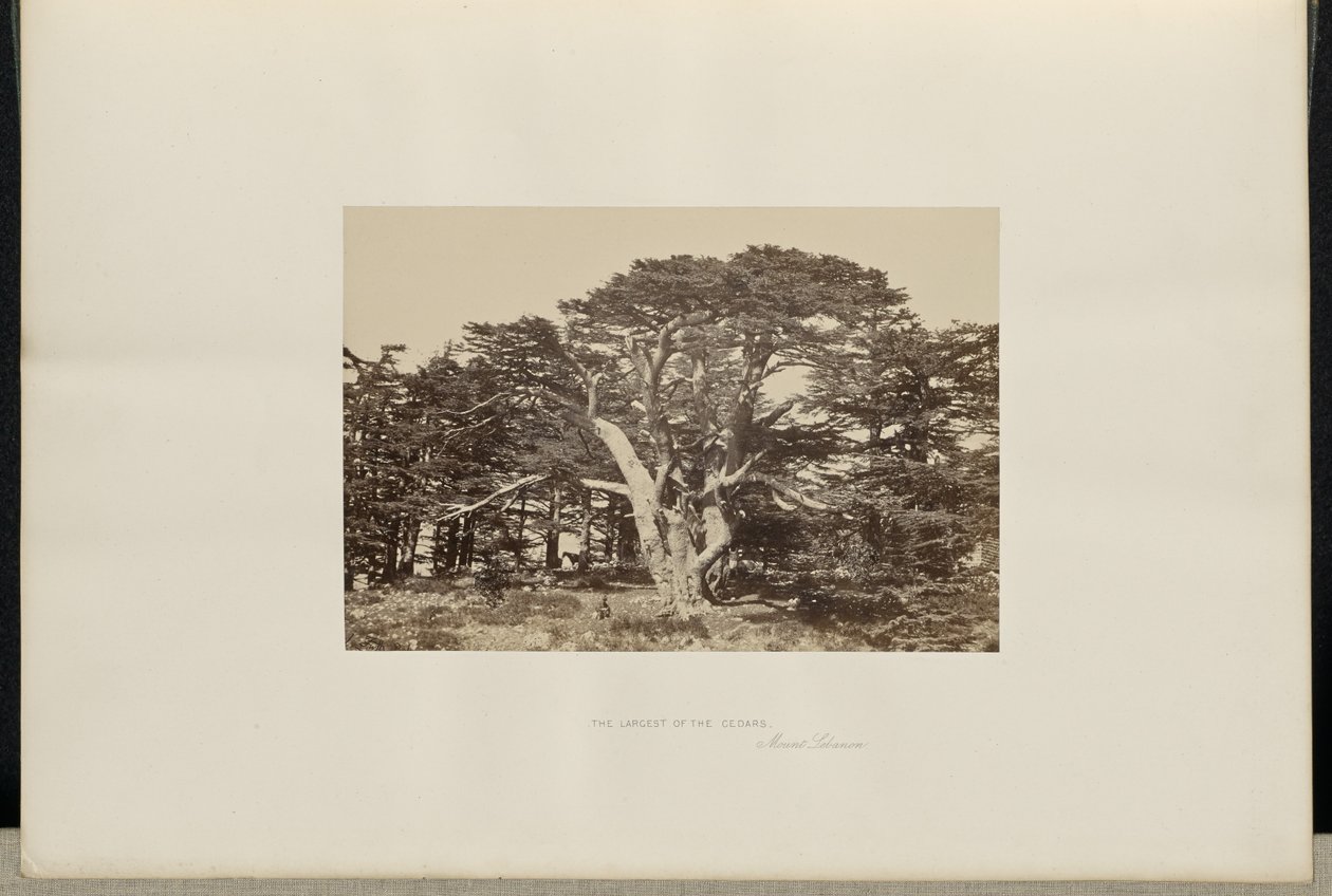 Den största av cederträden, Mount Lebanon av Francis Frith