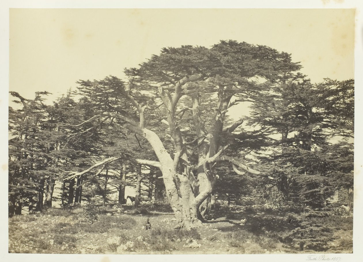 Den största av cedrar, Mount Libanon, 1857. av Francis Frith