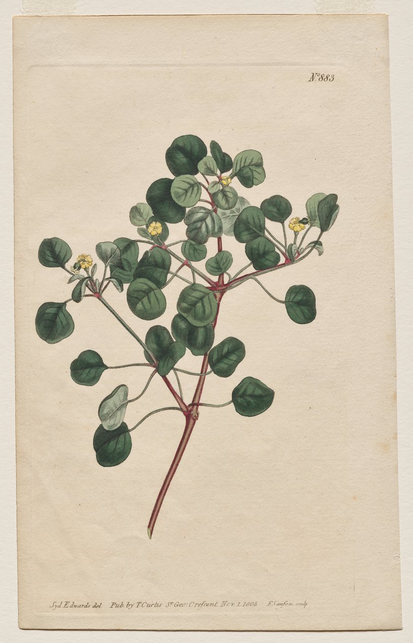 The Botanical Magazine eller Flower Garden Visas: Tallrik 883, Euphorbia Petiolaris. Långförföljd Spurge av Francis Sansom