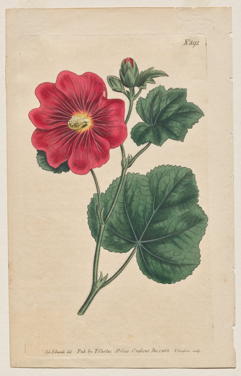 The Botanical Magazine eller Flower Garden Visas: Tallrik 892, Althaea Flexuosa. Seringapatam A stockrose . [Althea rosea] av Francis Sansom