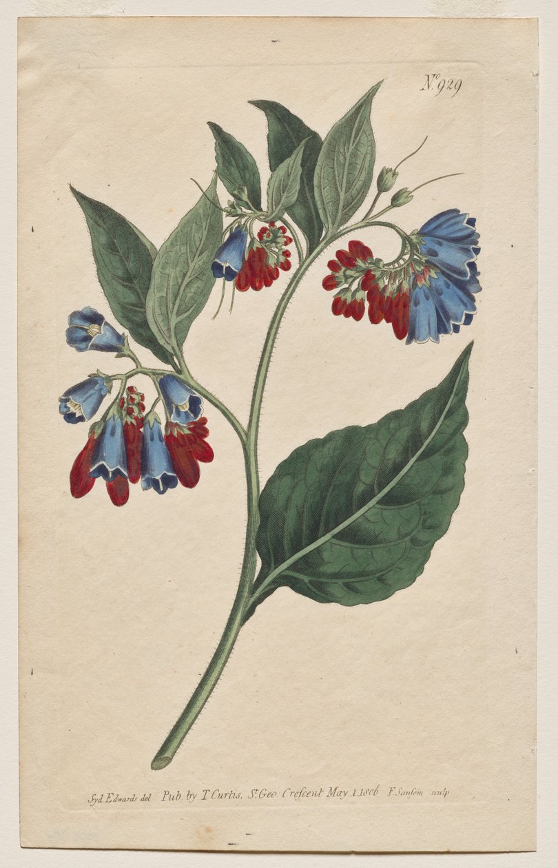 The Botanical Magazine eller Flower Garden Visas: Tallrik 929, Symphyum Asperrim. Prickley Comfrey. [Symphytum asperum] av Francis Sansom