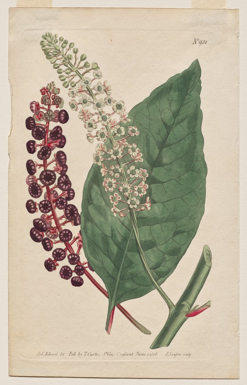 The Botanical Magazine eller Flower Garden Visas: Tallrik 931, Phytolacca Decandra. Virginian Poke. [Phytolaca Americana] av Francis Sansom