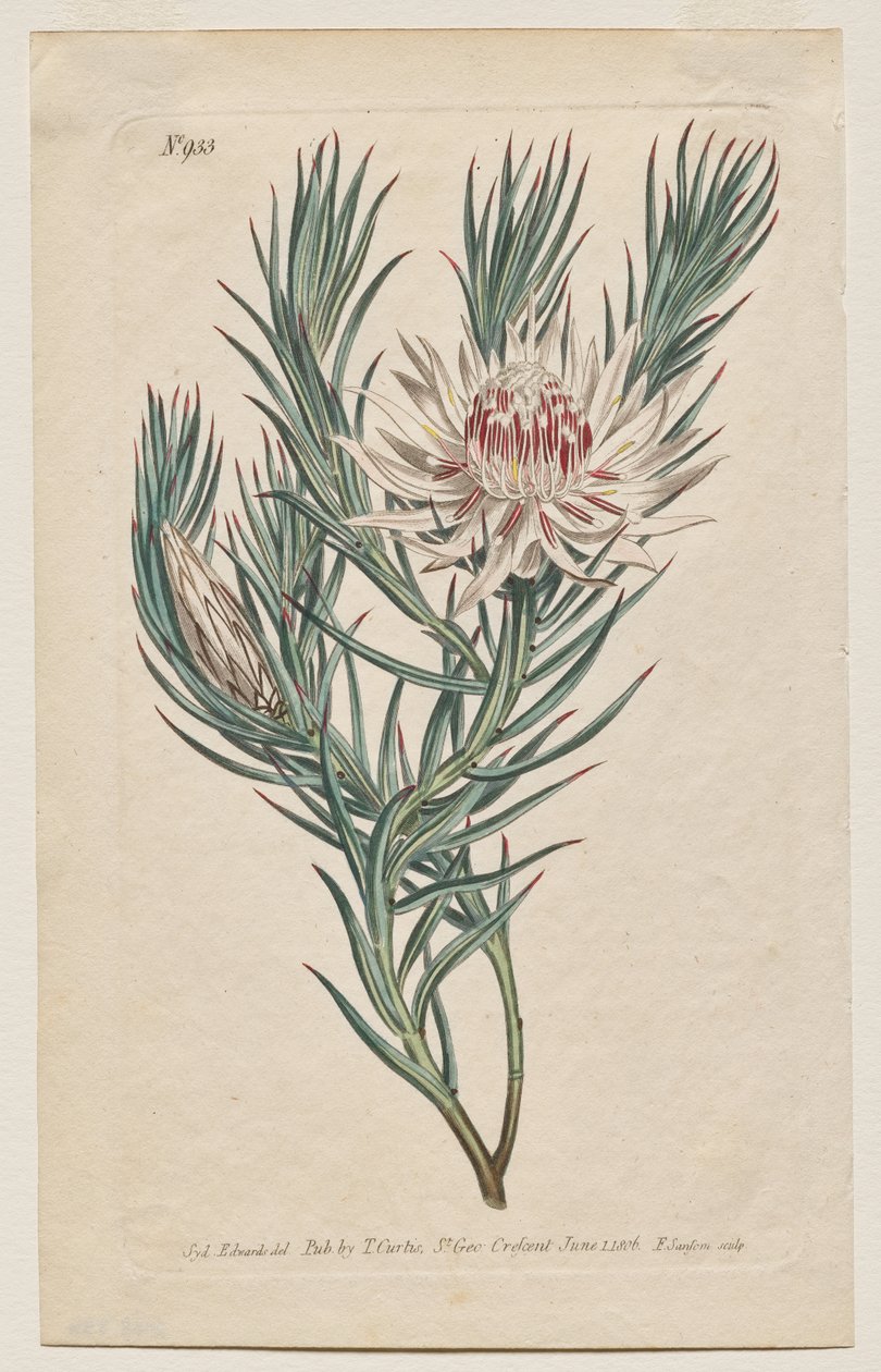 The Botanical Magazine eller Flower Garden Visas: Tallrik 933, Protea mucronifolia. Dolkbladig Protea. [Protea odorata] av Francis Sansom