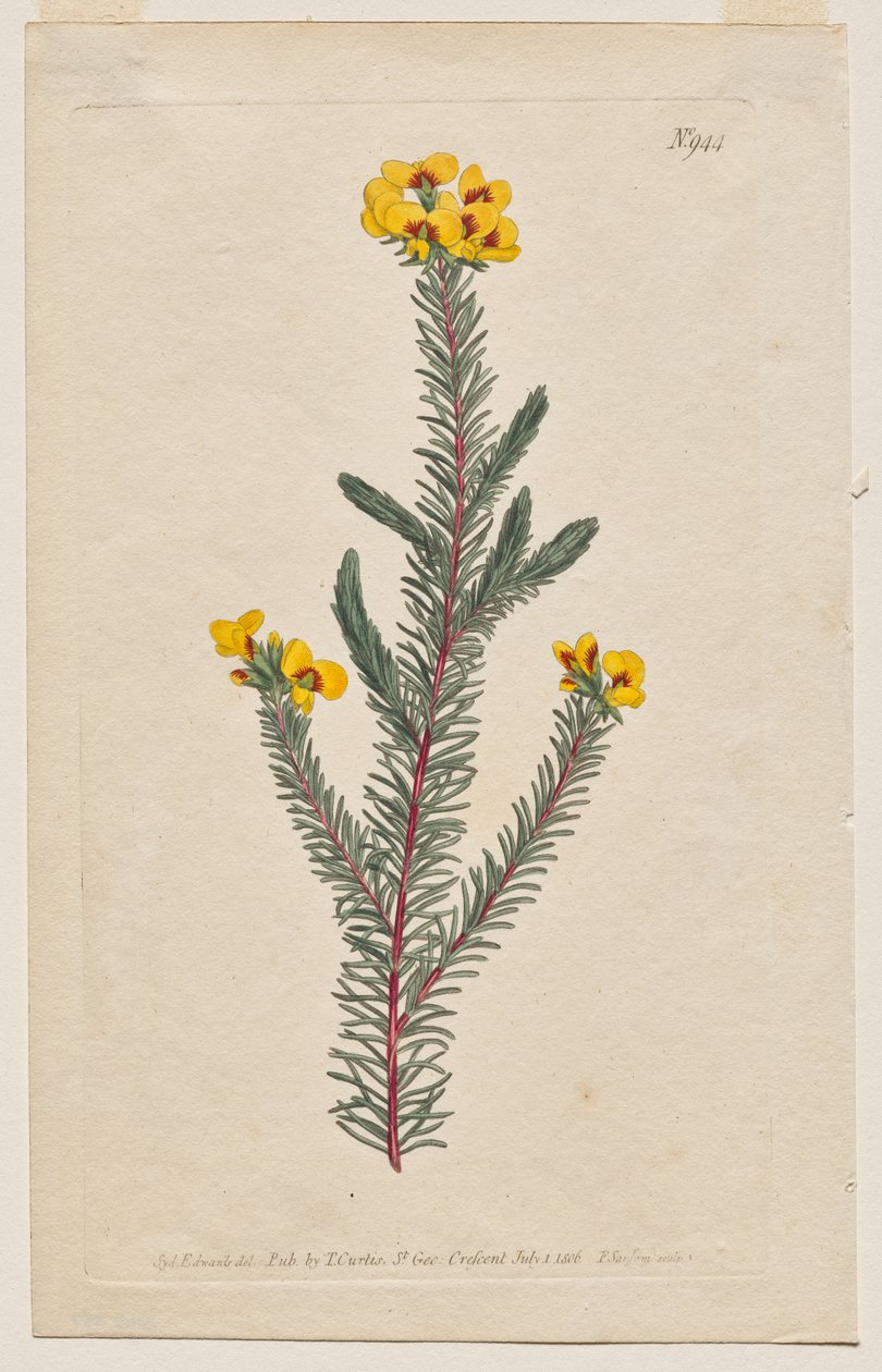 The Botanical Magazine eller Flower Garden Visas: Tallrik 944, Dillwynia glaberrima. Slätbladig Dillwynnia. [Dillwynia ericifolia gaberrima] av Francis Sansom