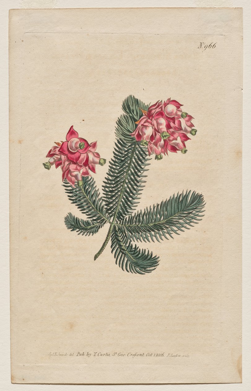 The Botanical Magazine eller Flower Garden Visas: Tallrik 966, Erica Elegans. Elegant Heath [Erica glauca] av Francis Sansom