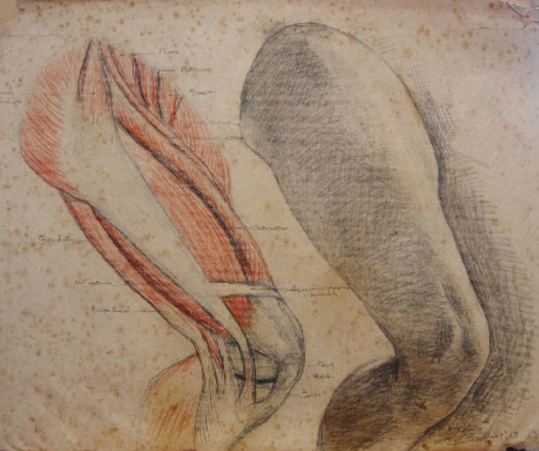 Anatomic study and live model av Francisco Bayardo