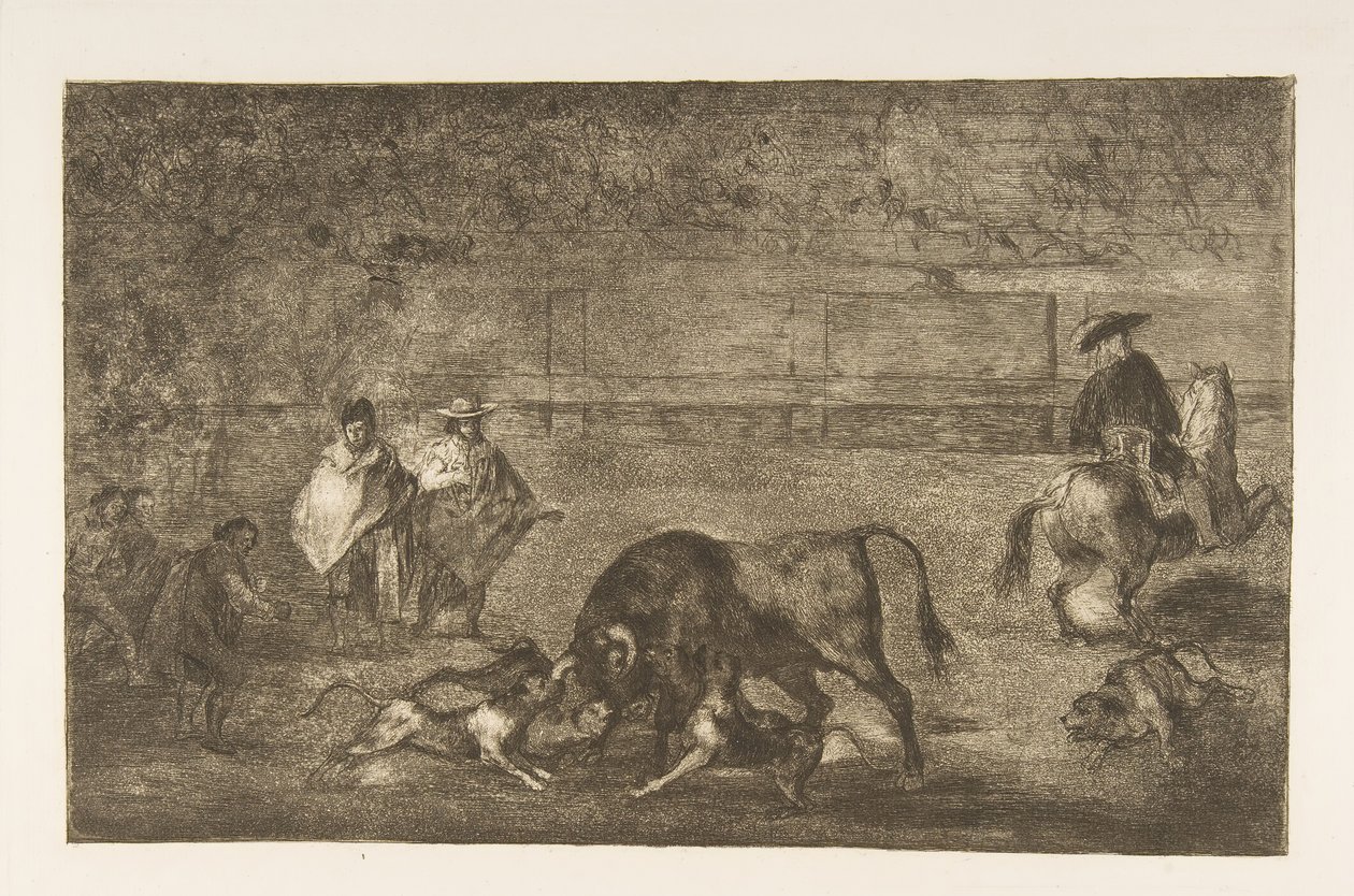 Plåt C: Hundarna släpper loss på tjuren., ca. 1816. av Francisco de Goya