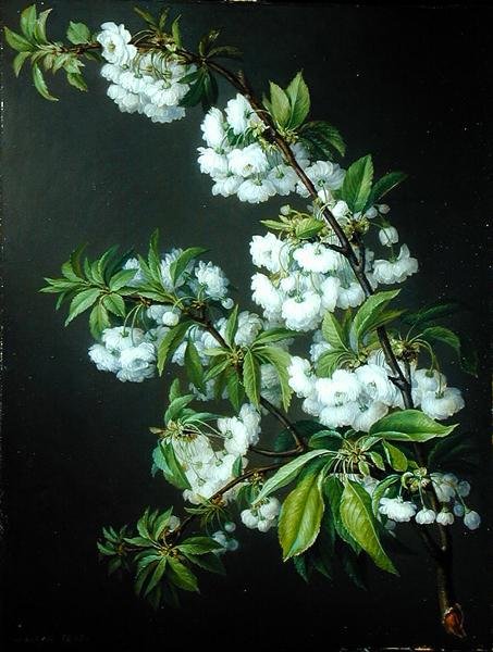 En kvist av vita blommor (olja på duk) av Francisco Lacoma