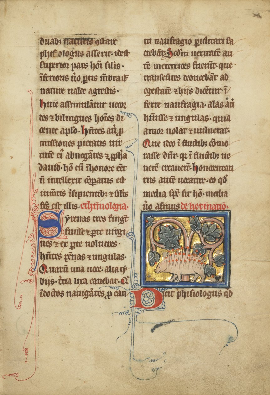 En igelkott från ett bestiarium Ms Ludwig XV 4, fol. 82, c.1280-1300 (tempera, penna och bläck, bladguld och färg på pergament) av Franco Flemish School
