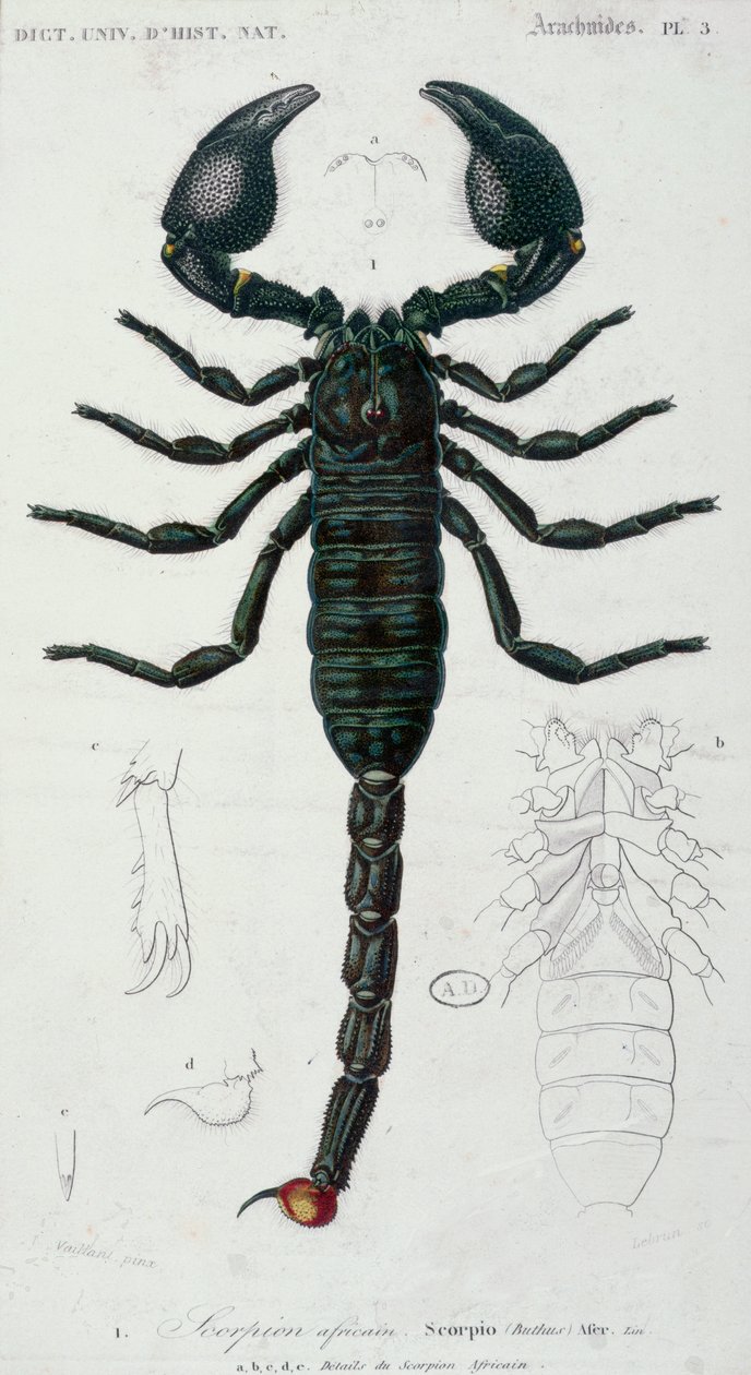 African Scorpion (Scorpio) (färggravyr) av Francois Le Vaillant
