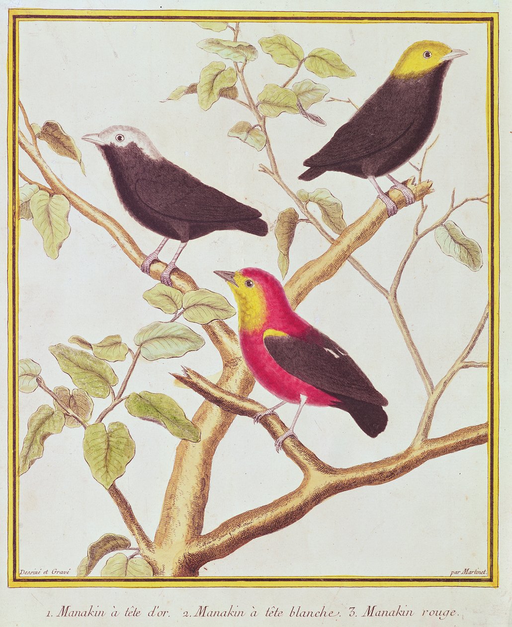 Manakins av Francois Nicolas Martinet