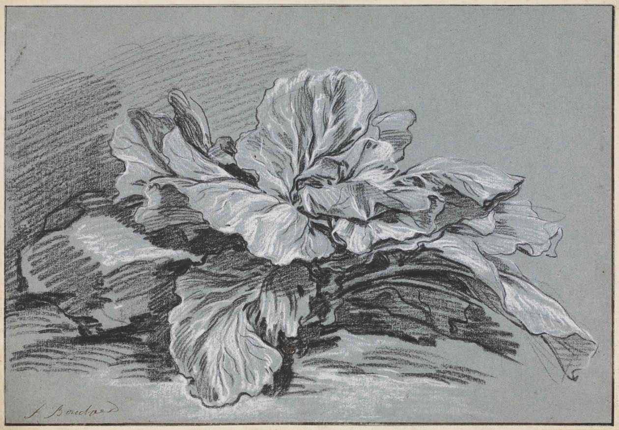 En studie av ett kålhuvud av François Boucher