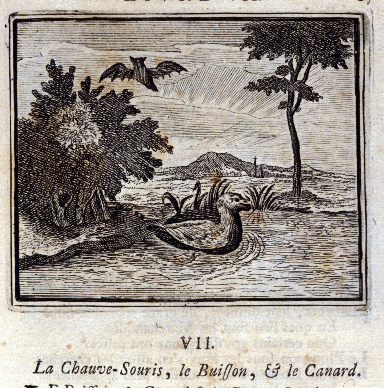 Fladdermusen, busken och ankan. Fabler av Jean de La Fontaine (1621-95). Illustration av François Chauveau (1613-1676). Upplaga av 1728. av Francois Chauveau