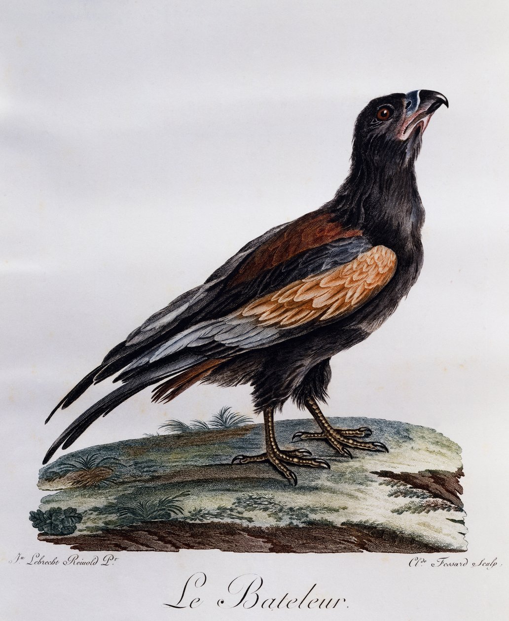 Vuxen Bateleur (Terathopius ecaudatus), gravyr från Histoire Naturelle des Oiseaux d