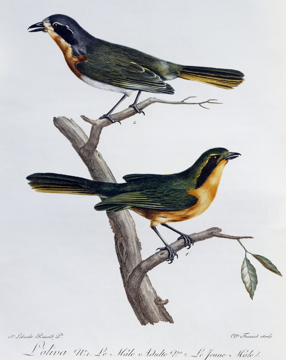 Vuxna hanar och ungar av olivtorka (Telophorus olivaceus), gravyr från Histoire Naturelle des Oiseaux d