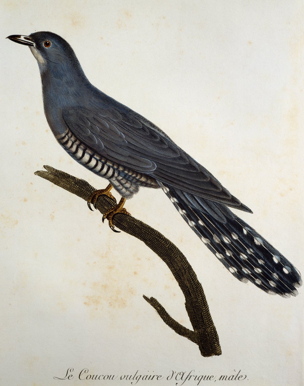 Afrikansk gök (Cuculus gularis), gravyr från Histoire Naturelle des Oiseaux d
