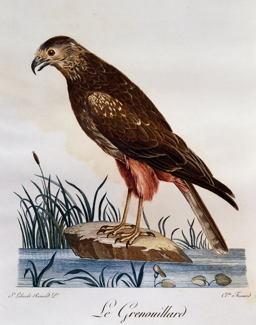 Afrikansk kärrhök (Circus ranivorus), gravyr från Natural History of African Birds av Francois Le Vaillant