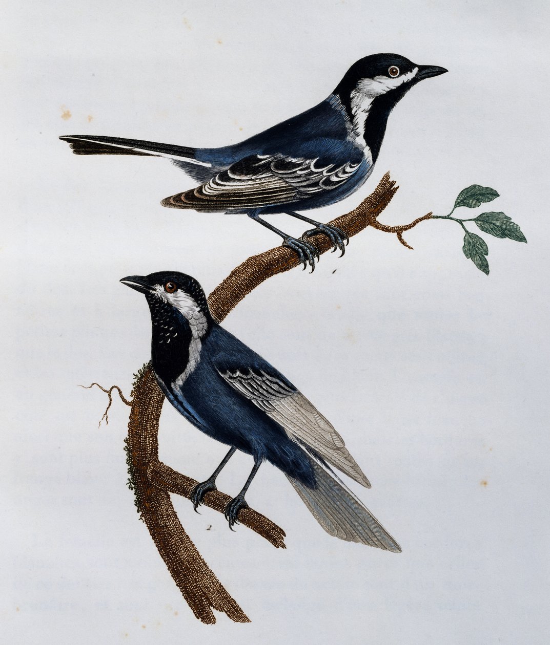 Ashy Tit (Parus cinerascens), gravyr från Natural History of African Birds av Francois Le Vaillant