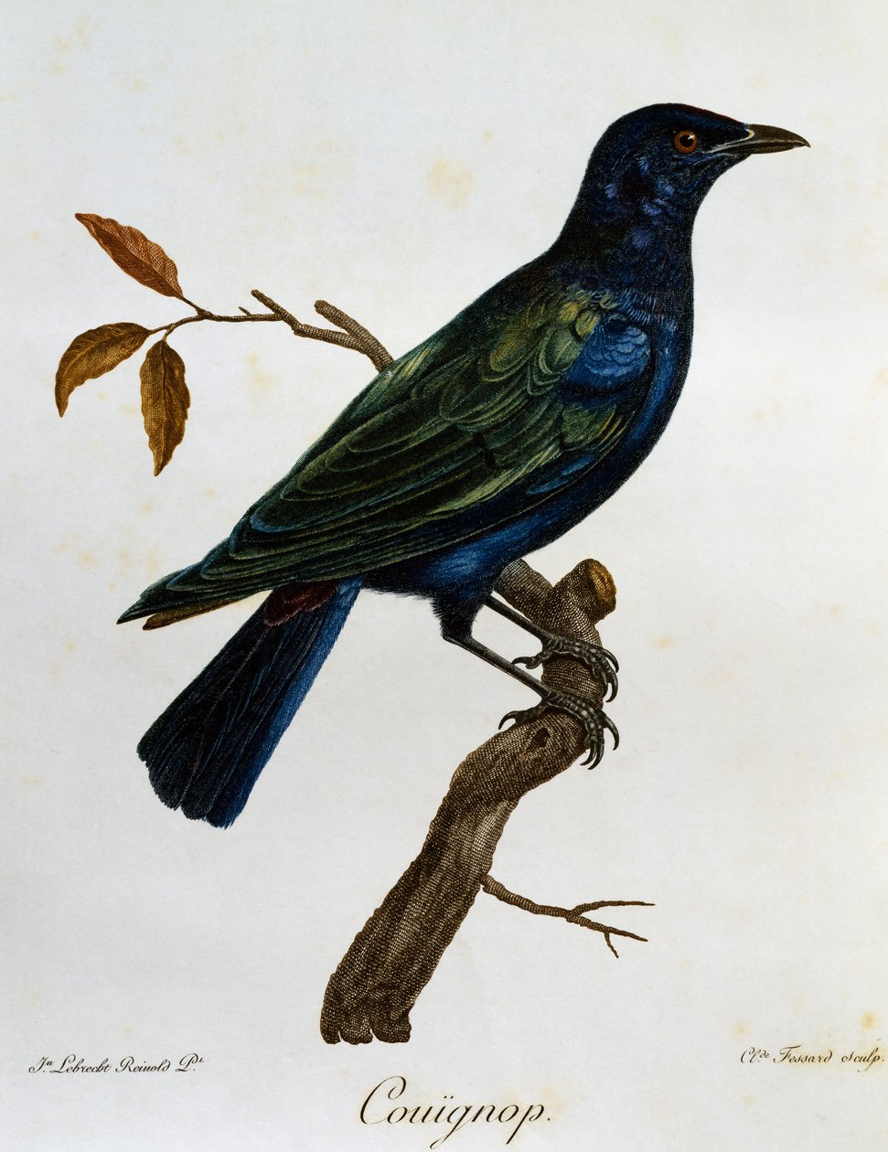 Svartbukad glänsande stare (Lamprotornis corruscus), gravyr från Histoire Naturelle des Oiseaux d