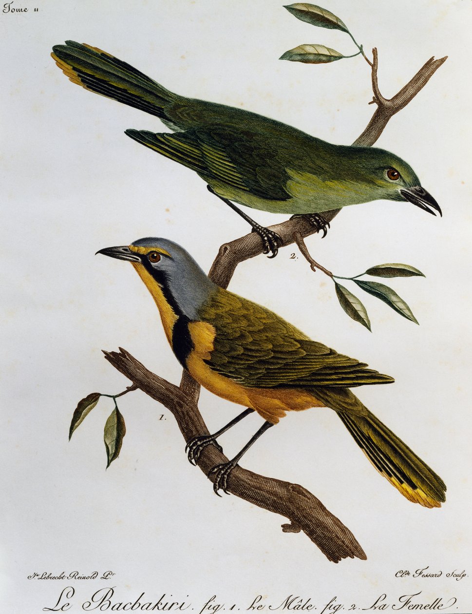 Bokmakierie Bushshrike (Telophorus zeylonus), gravyr från Natural History of African Birds av Francois Le Vaillant