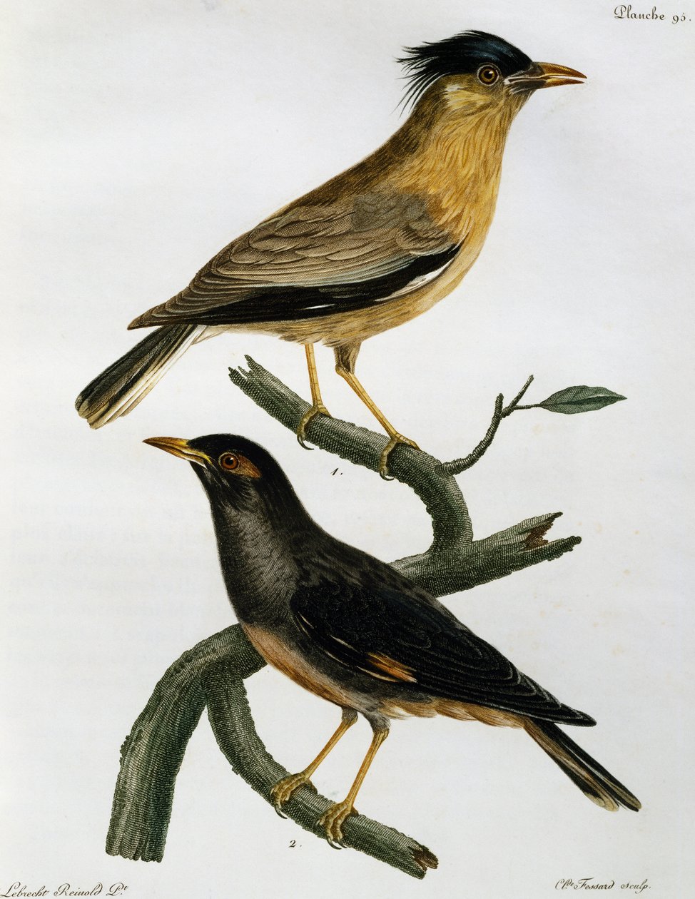 Brahminy Starling (Sturnus pagodarum) och, nedan, Bank Myna (Acridotheres ginginianus), gravyr från Histoire Naturelle des Oiseaux d