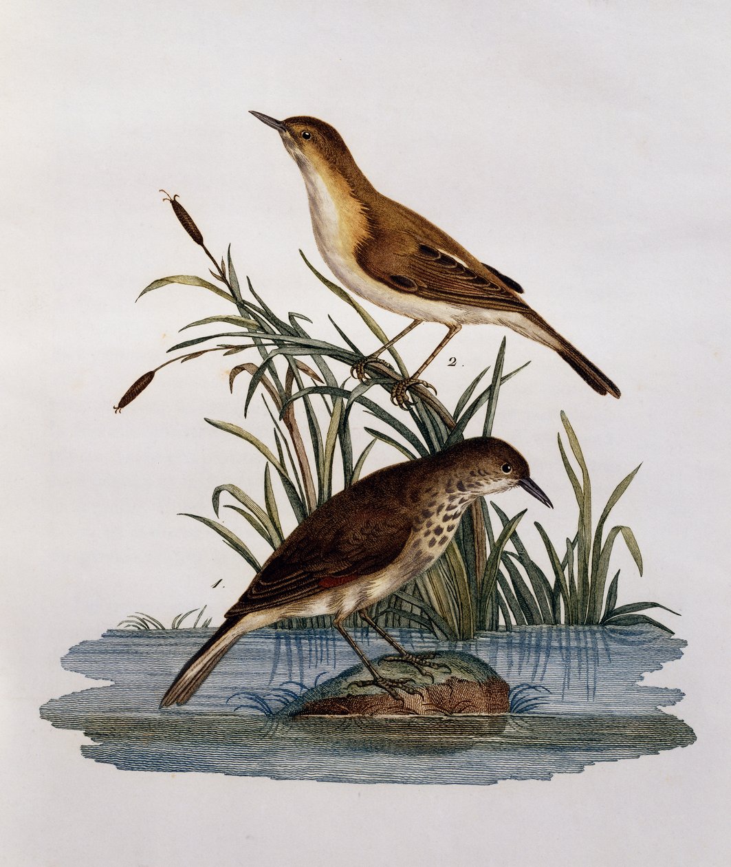 Cagueteuse et Lisabelle, gravyr från Natural History of African Birds av Francois Le Vaillant