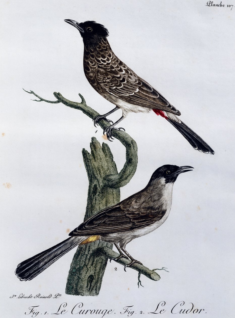 Cape Bulbul (Pycnonotus capensis) och nedanför Garden Bulbul (Pycnonotus barbatus), gravyr från Histoire Naturelle des Oiseaux d