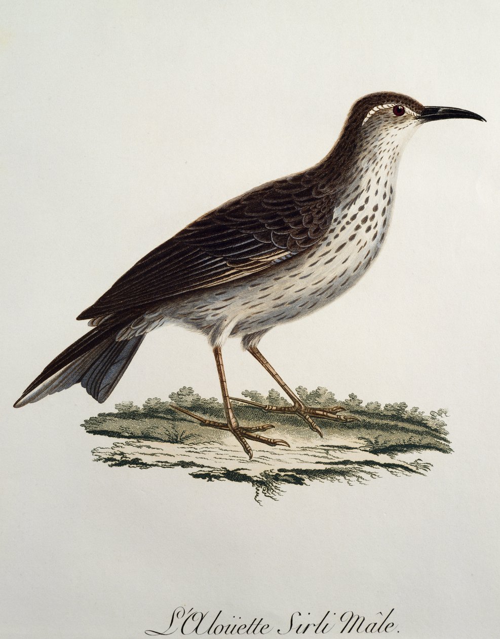 Hanen av kaplångsvan (Certhilauda curvirostris), gravyr från Histoire Naturelle des Oiseaux d