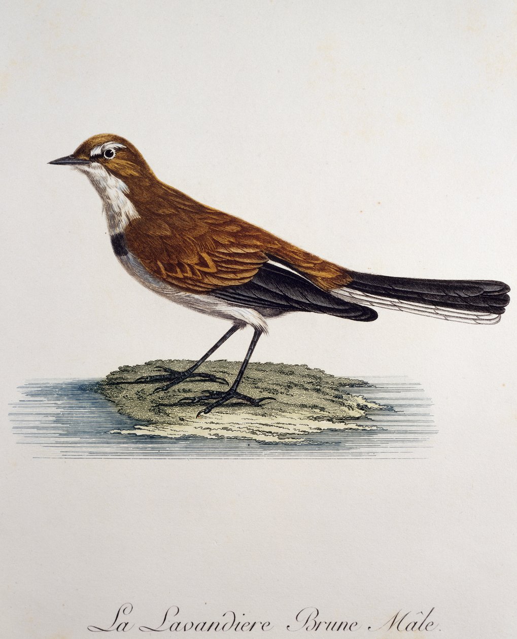 Cape Wagtail-hane (Motacilla capensis), gravyr från Histoire Naturelle des Oiseaux d