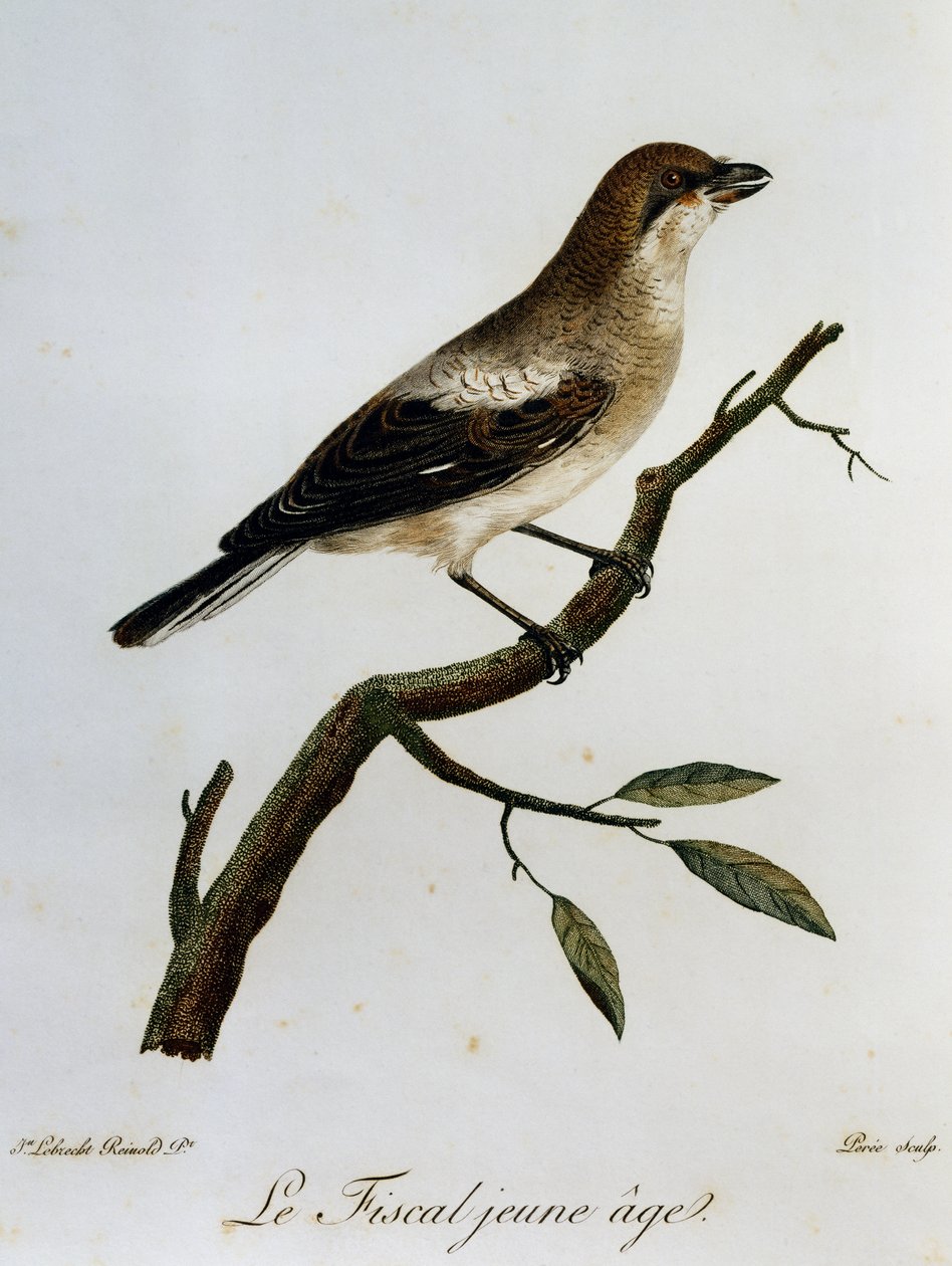 Common Fiscal (Lanius collaris), gravyr från Natural History of African Birds av Francois Le Vaillant