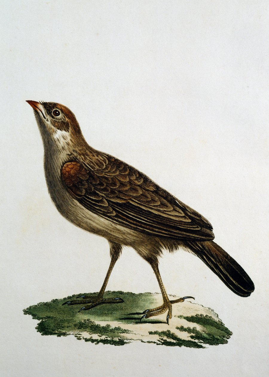 Kvinnlig gökrulle, gravyr från Natural History of the Birds of Africa av Francois Le Vaillant (1753-1824), Frankrike av Francois Le Vaillant