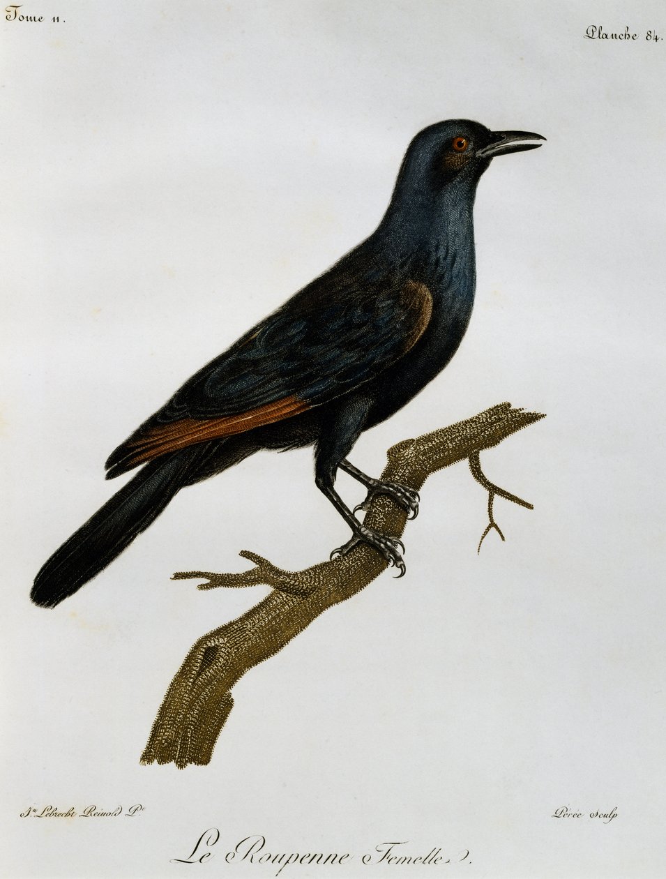 Rödvingad starehona (Onychognathus morio), gravyr från Histoire Naturelle des Oiseaux d