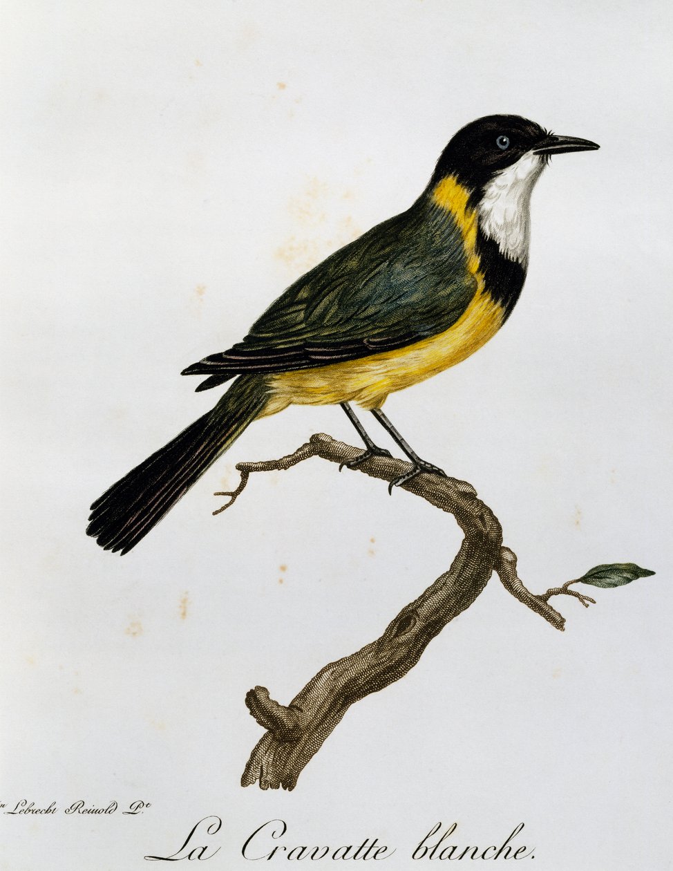 Golden Whistler (Pachycephala pectoralis), gravyr från Natural History of African Birds av Francois Le Vaillant