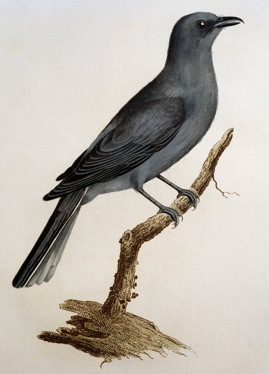 Gökgök (Coracina caesia), gravyr från Histoire Naturelle des Oiseaux d