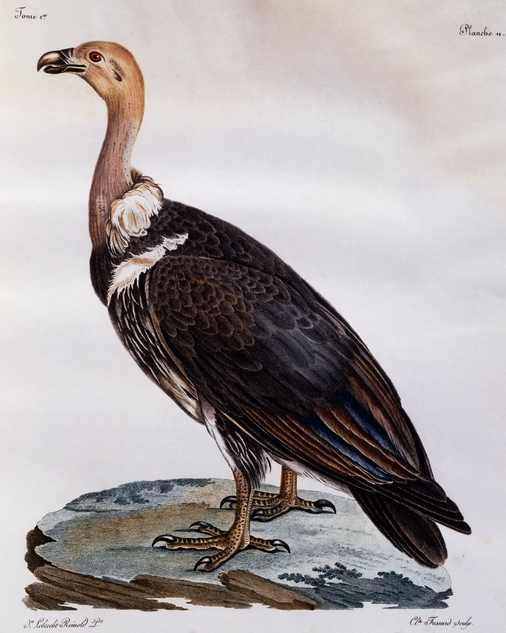 Mogen Cape Griffon (Gyps coprotheres), gravyr från Natural History of African Birds av Francois Le Vaillant
