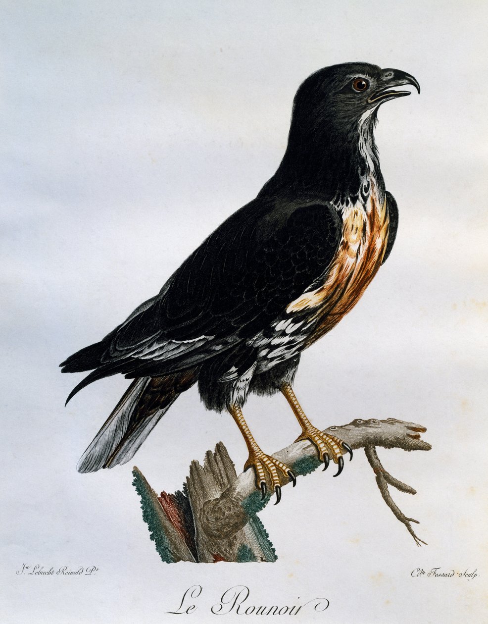 Jackalvråk (Buteo rufofuscus), gravyr från Natural History of African Birds av Francois Le Vaillant