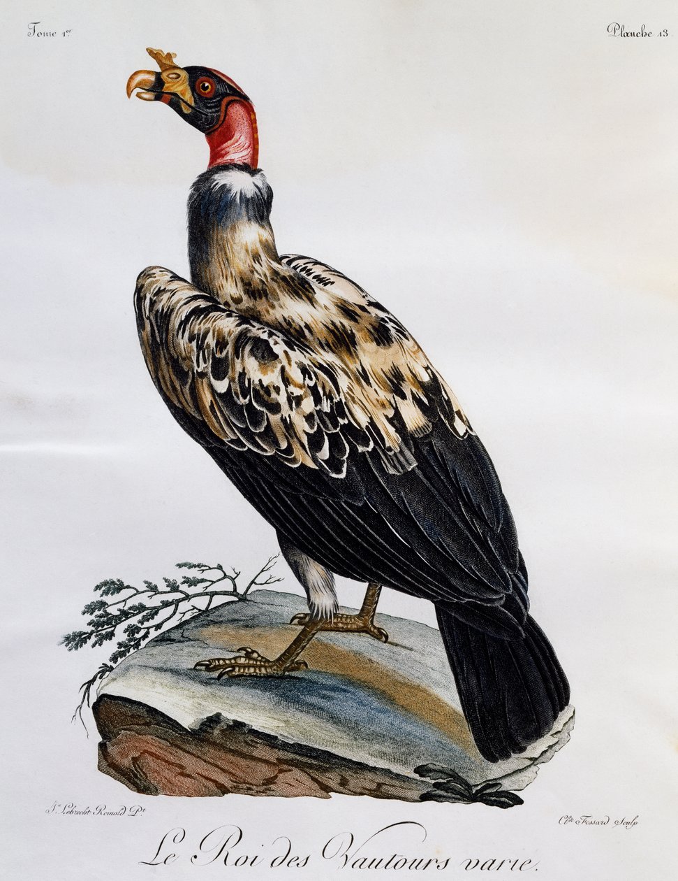 King Vulture (Sarcoramphus papa), gravyr från Natural History of African Birds av Francois Le Vaillant