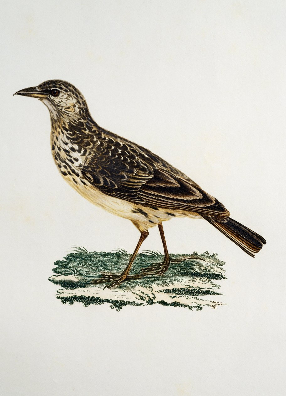 Stornäbblärka (Galerida magnirostris), gravyr från Histoire Naturelle des Oiseaux d