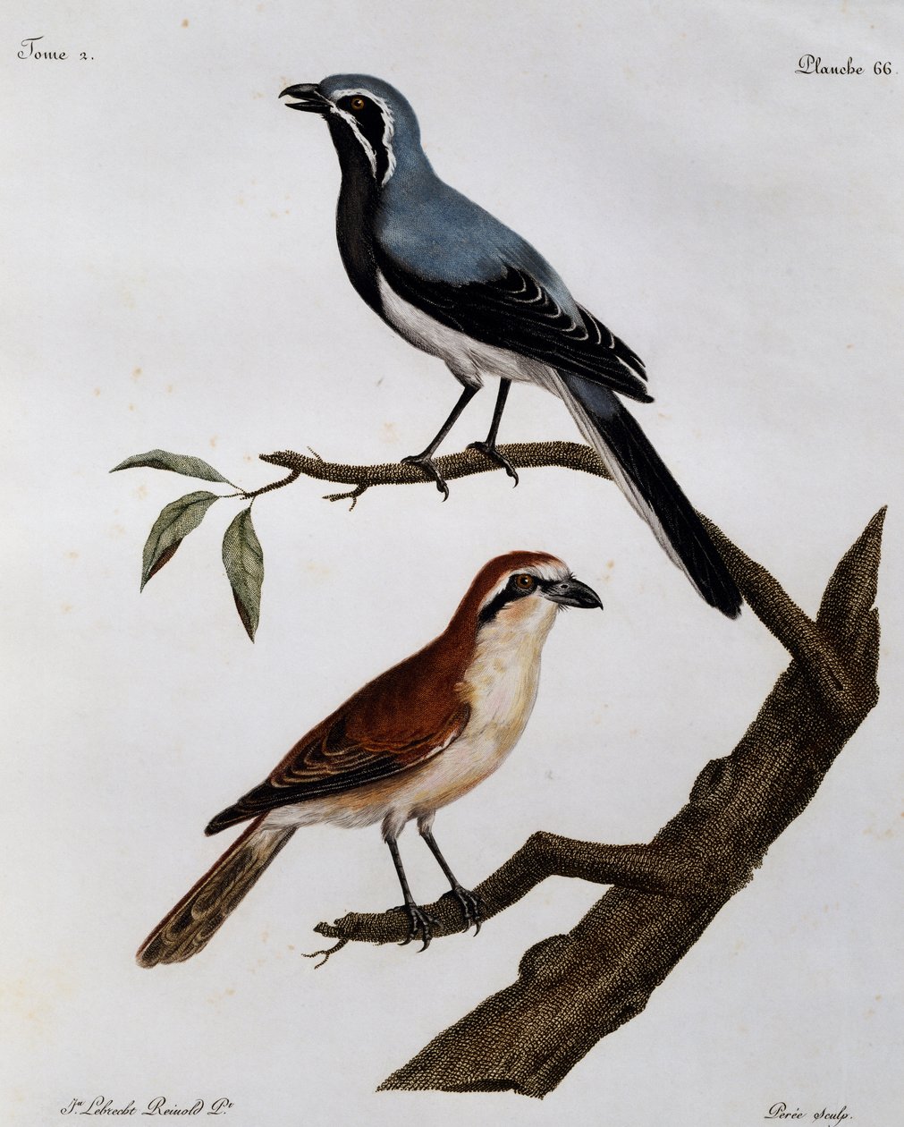 Le Pendeur et le Rousseau, gravyr från Histoire Naturelle des Oiseaux d
