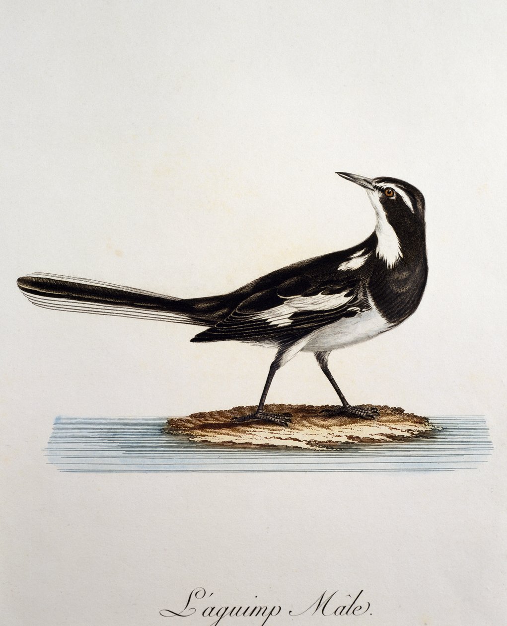 Manlig afrikansk vipstjärt (Motacilla aguimp), gravyr från Histoire Naturelle des Oiseaux d