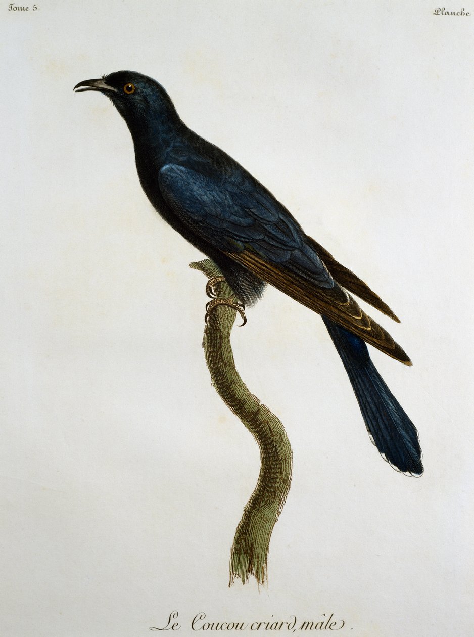 Svartgökhane (Cuculus clamosus), gravyr från Histoire Naturelle des Oiseaux d