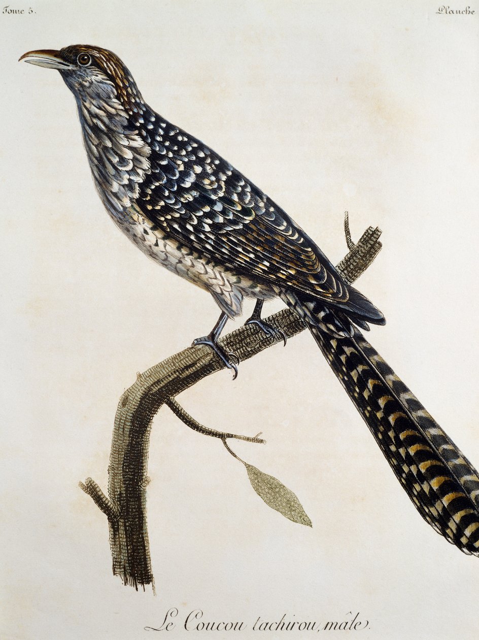 Male Coucou tachirou, gravyr från Natural History of the Birds of Africa av Francois Le Vaillant (1753-1824), Frankrike av Francois Le Vaillant