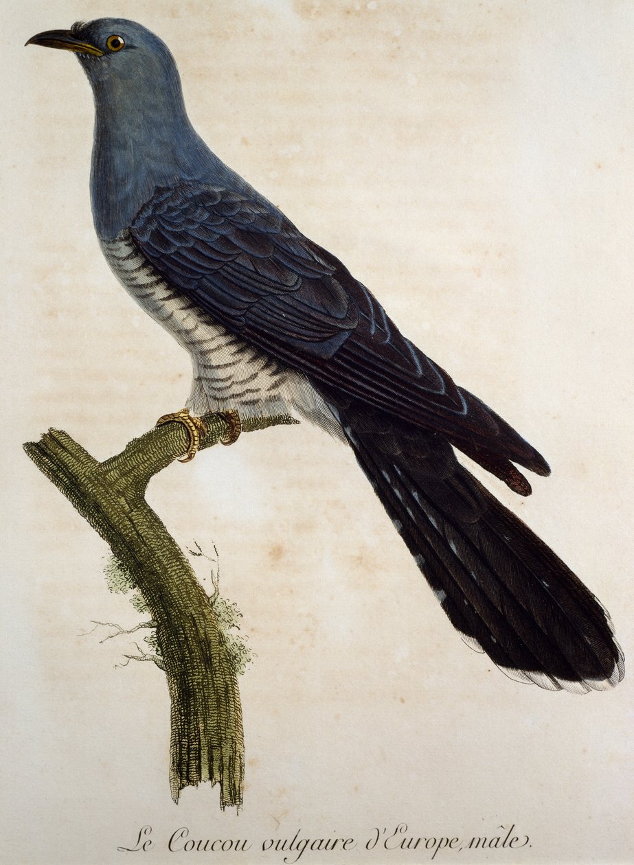 Eurasisk gökhane (Cuculus canorus), gravyr från Histoire Naturelle des Oiseaux d