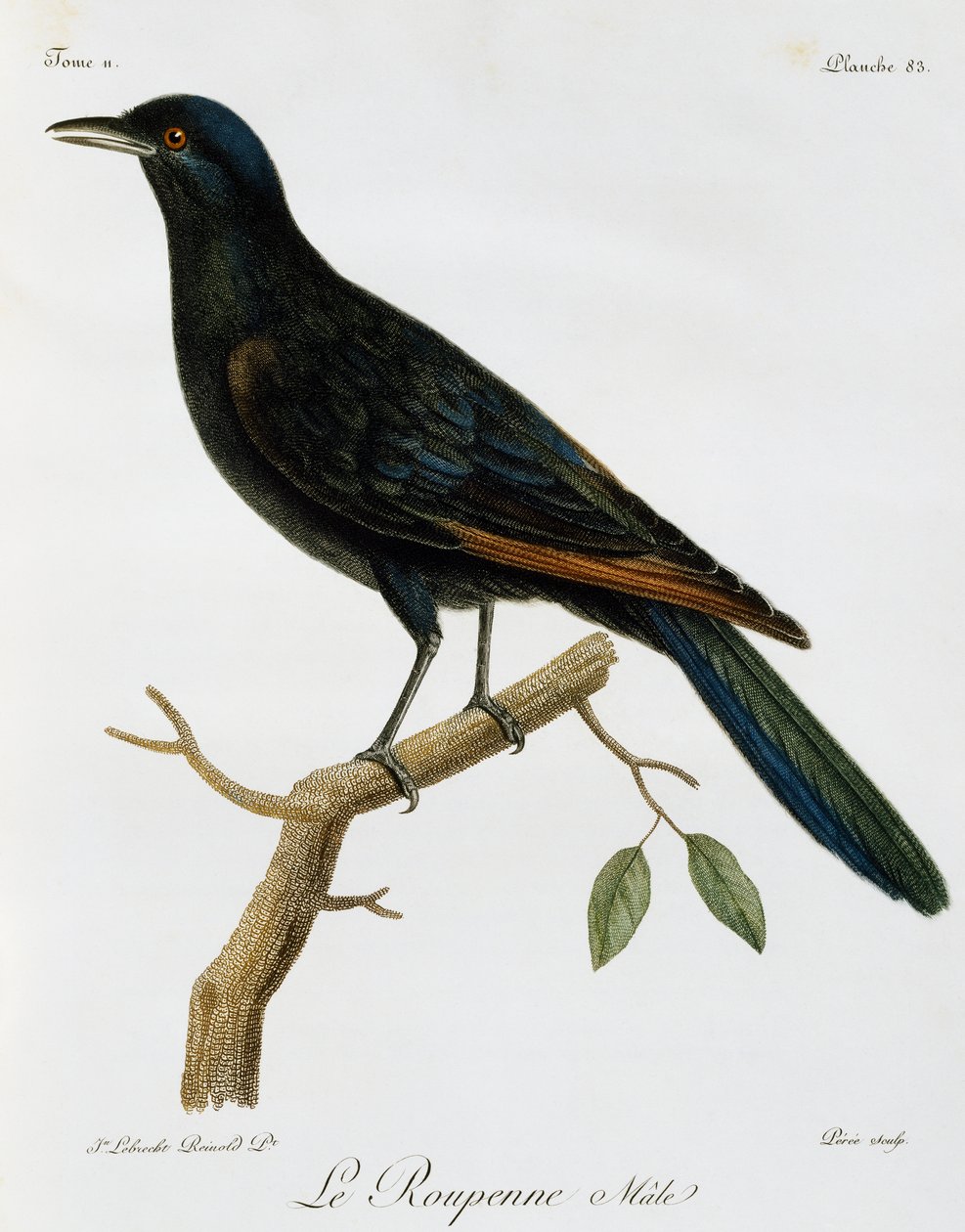 Rödvingad stare (Onychognathus morio), gravyr från Histoire Naturelle des Oiseaux d