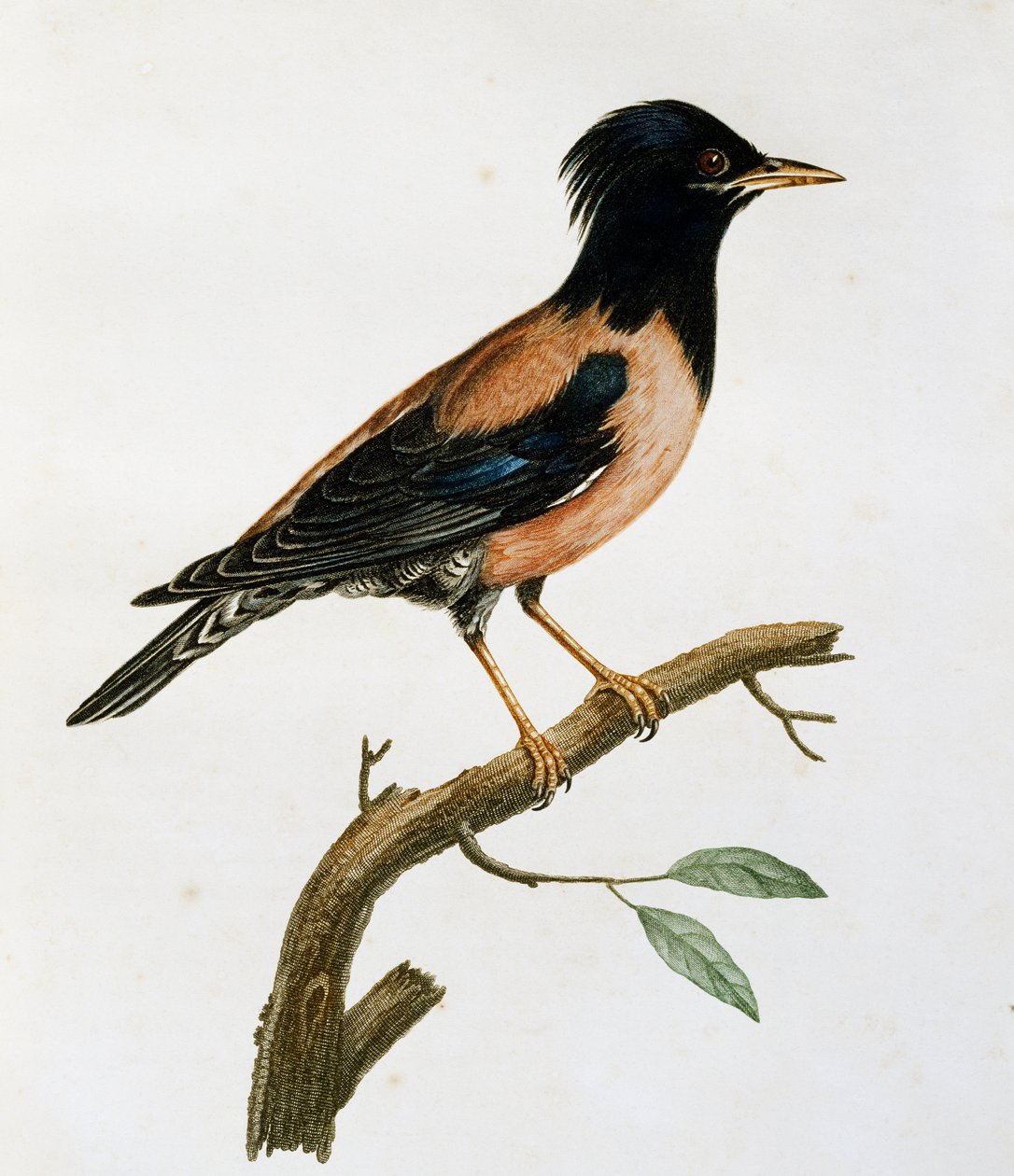 Rosenstare hane (Sturnus roseus), gravyr från Histoire Naturelle des Oiseaux d