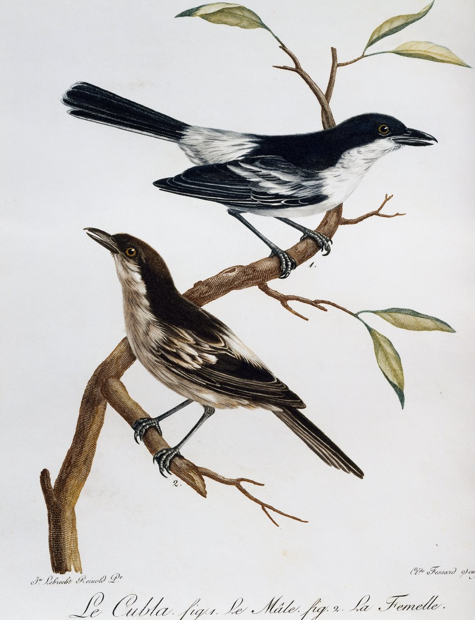 Hane och hona av svartryggig puffback (Dryoscopus cubla), gravyr från Histoire Naturelle des Oiseaux d