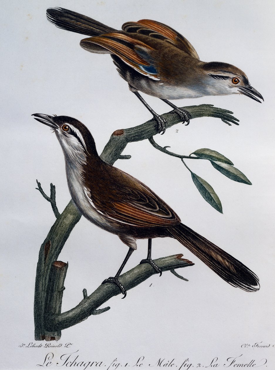 Hane och hona av svartkrönt Tchagra (Tchagra senegalus), gravyr från Histoire Naturelle des Oiseaux d