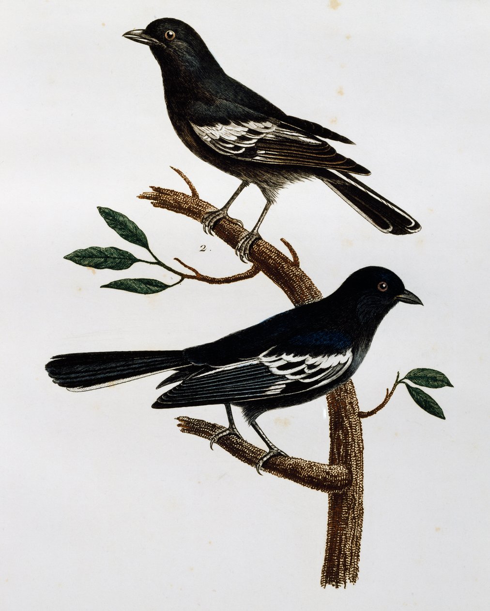 Hane och hona av svartmes (Parus niger), gravyr från Histoire Naturelle des Oiseaux d